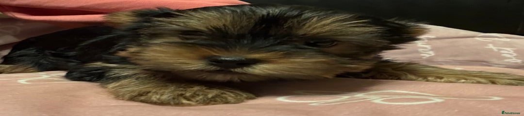 Yorkshire Terrier Puppy 4