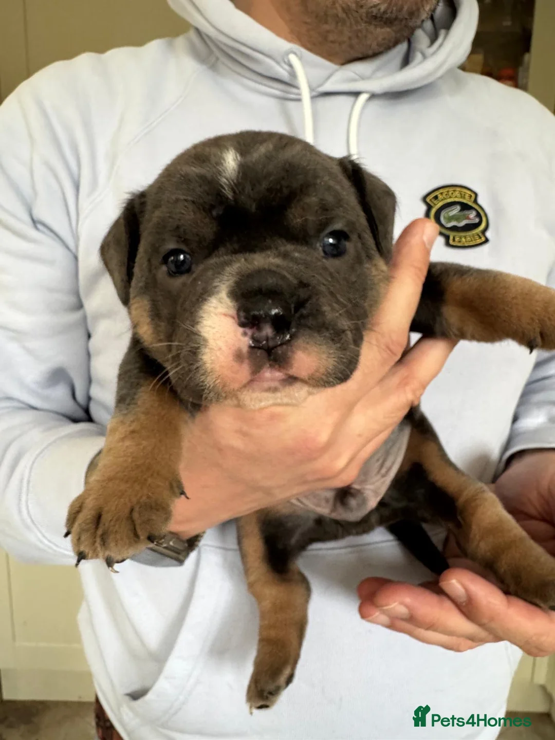 English Bulldog dogs for stud: Proven English Bulldog Stud - Blue Tri Merle in Romford - Advert 25