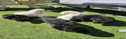 German Shepherd dogs for sale: This is a presale post for now  - Advert 5