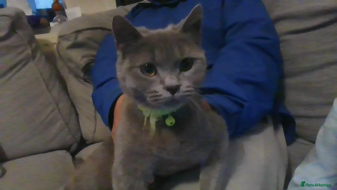 British Shorthair cats for sale: £500 kitten in Birmingham in Birmingham - Advert 7