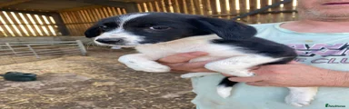 Mixed Breed 8