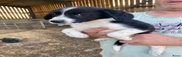Mixed Breed dogs for sale: Cocker spaniel x collie puppies - Advert 16
