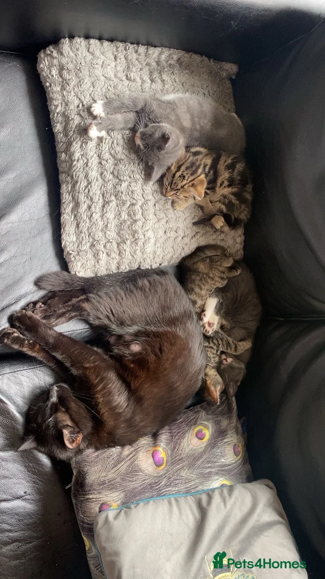Mixed Breed cats for sale: 8 week old kittens 2 male and 1 female - Advert 1