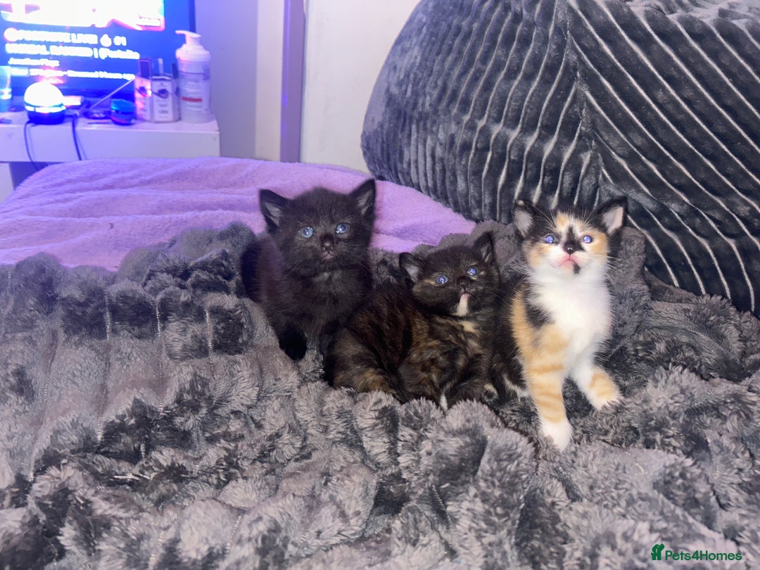 American Wirehair cats for sale: 3 lovely kittens that need a forever home  - Image 1