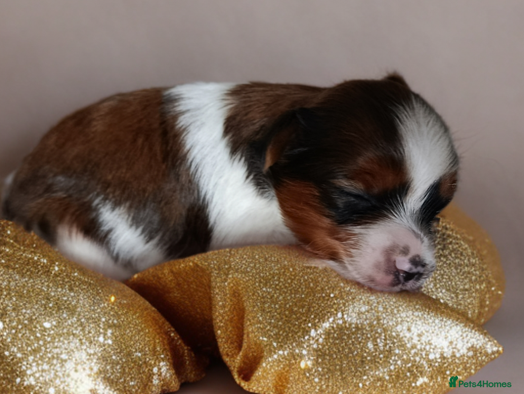 Yorkshire Terrier dogs for sale: Posh puppies😍😍 colorfull Yorkshire terrier🐶🐶🐶 - Advert 15