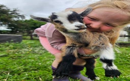Goats livestock for sale: Pygmy goats  - Image 1