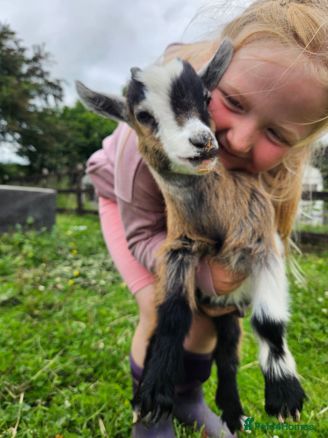 Goats livestock for sale: Pygmy goats  - Image 1