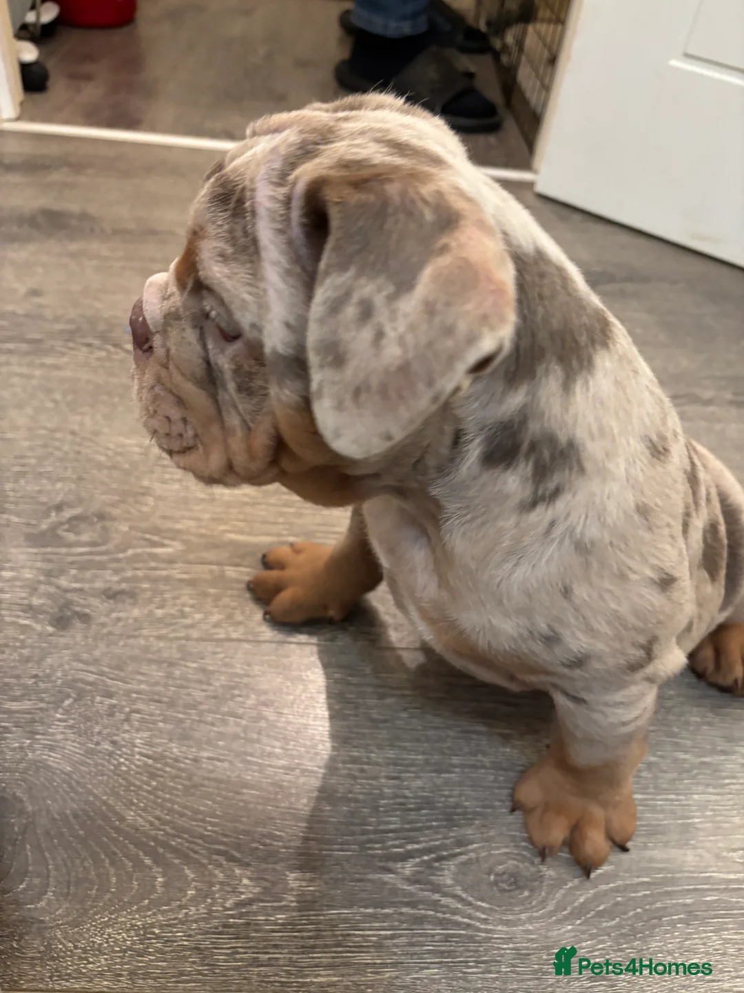 English Bulldog dogs for sale: Bulldog Puppies Champion bloodlines - Advert 23