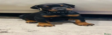 Dobermann Puppy Black