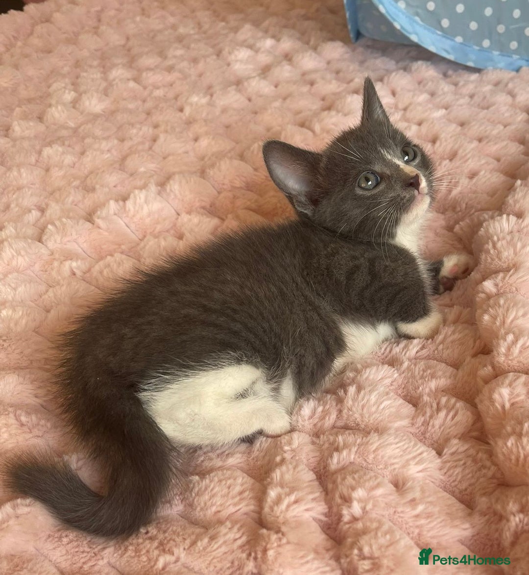 Ragdoll cats for sale: Ragdoll Cross Maine Coon Kitten - Image 7