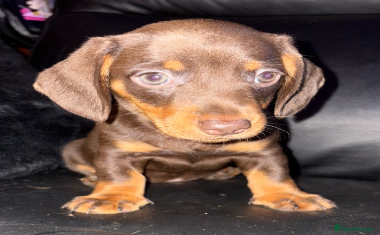 Miniature Dachshund dogs - Advert 7