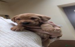 Labrador Retriever dogs for sale: KC Registered Working Labradors - Image 8
