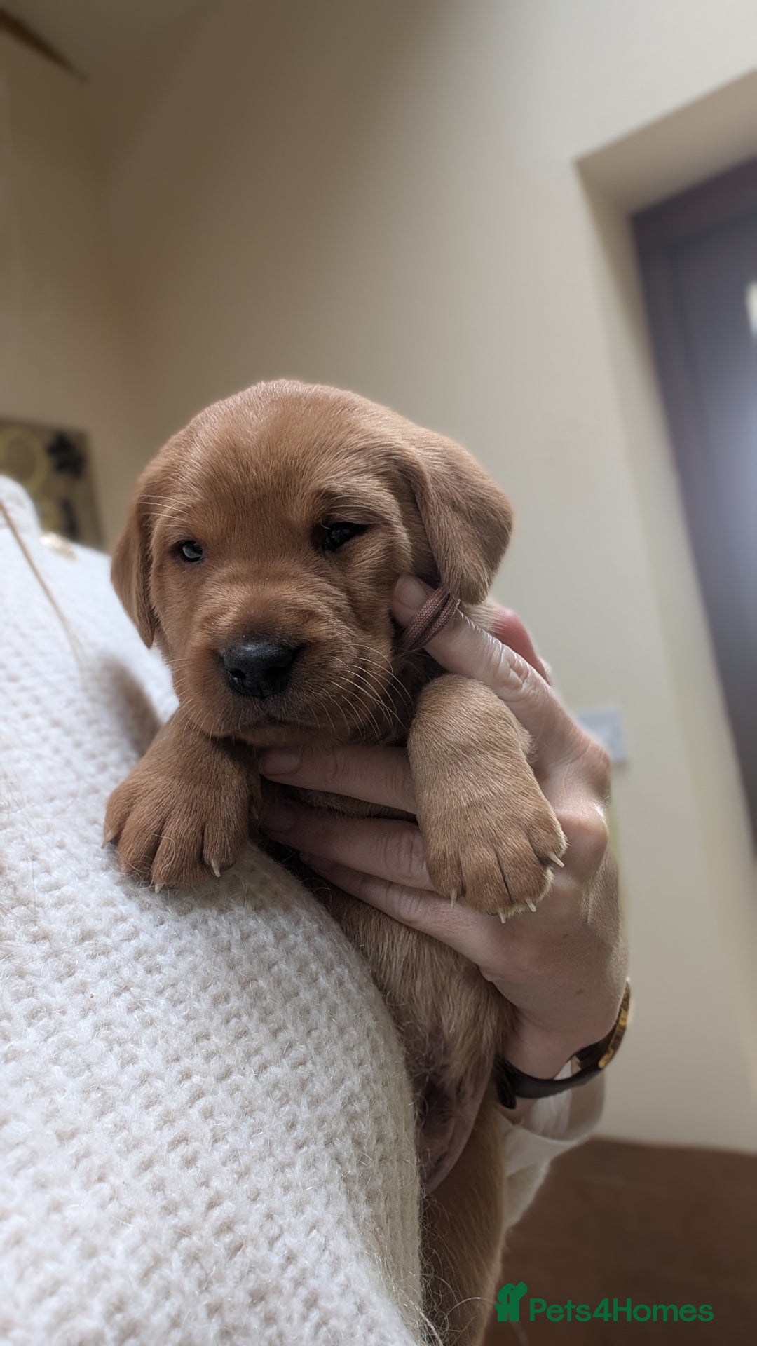Labrador Retriever dogs for sale: KC Registered Working Labradors - Image 8