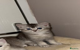 Scottish Fold cats for sale: scottish fold mix girl grey & white thick hair  - Image 3