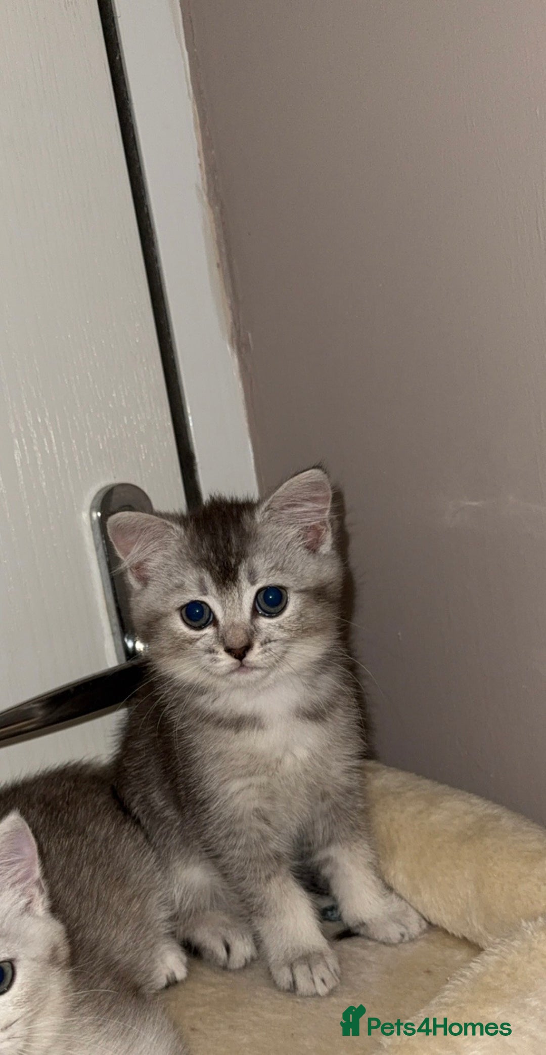 Scottish Fold cats for sale: scottish fold mix girl grey & white thick hair  - Image 3