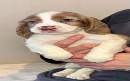 Cocker Spaniel dogs for sale: 5 GORGEOUS COCKERS    - Image 2