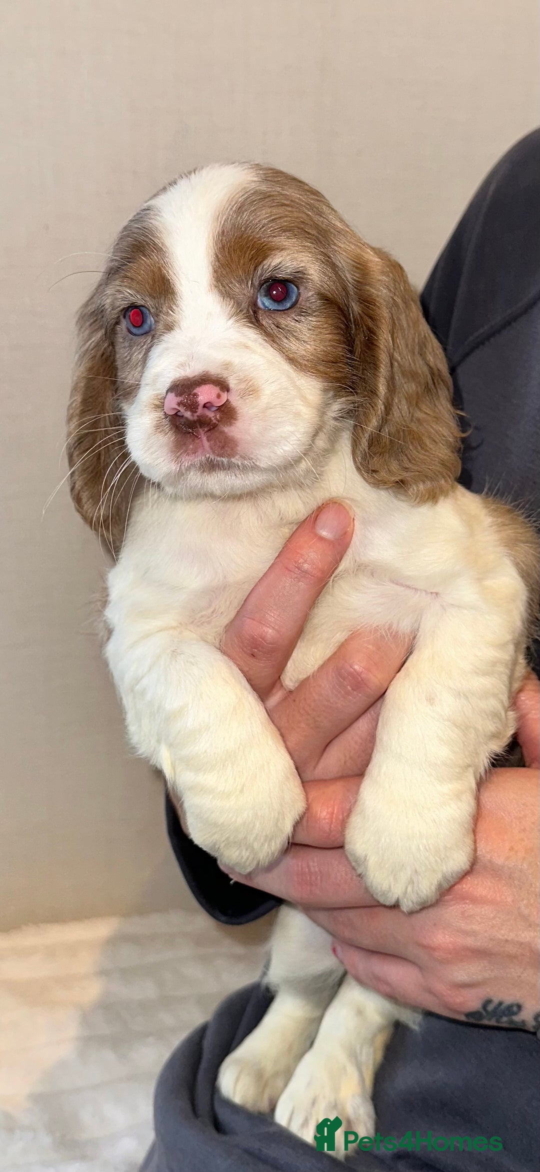 Cocker Spaniel dogs for sale: 5 GORGEOUS COCKERS    - Image 2
