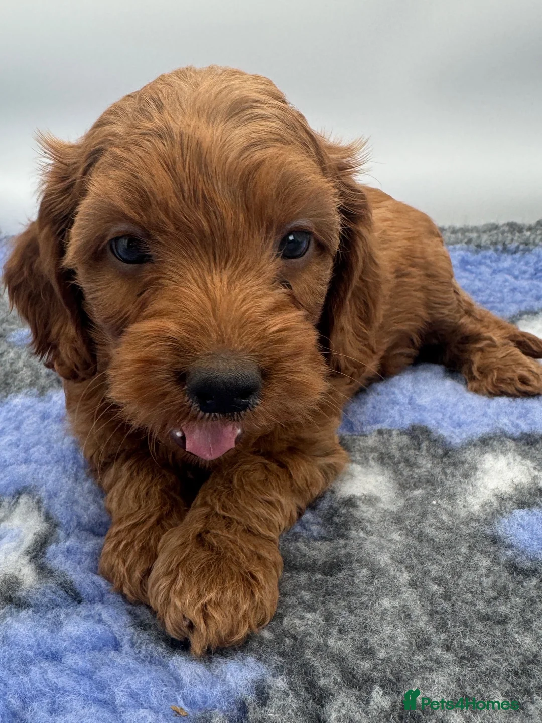 Cockapoo dogs for sale: Stunning Red F1 Cockapoo Puppies - Advert 1