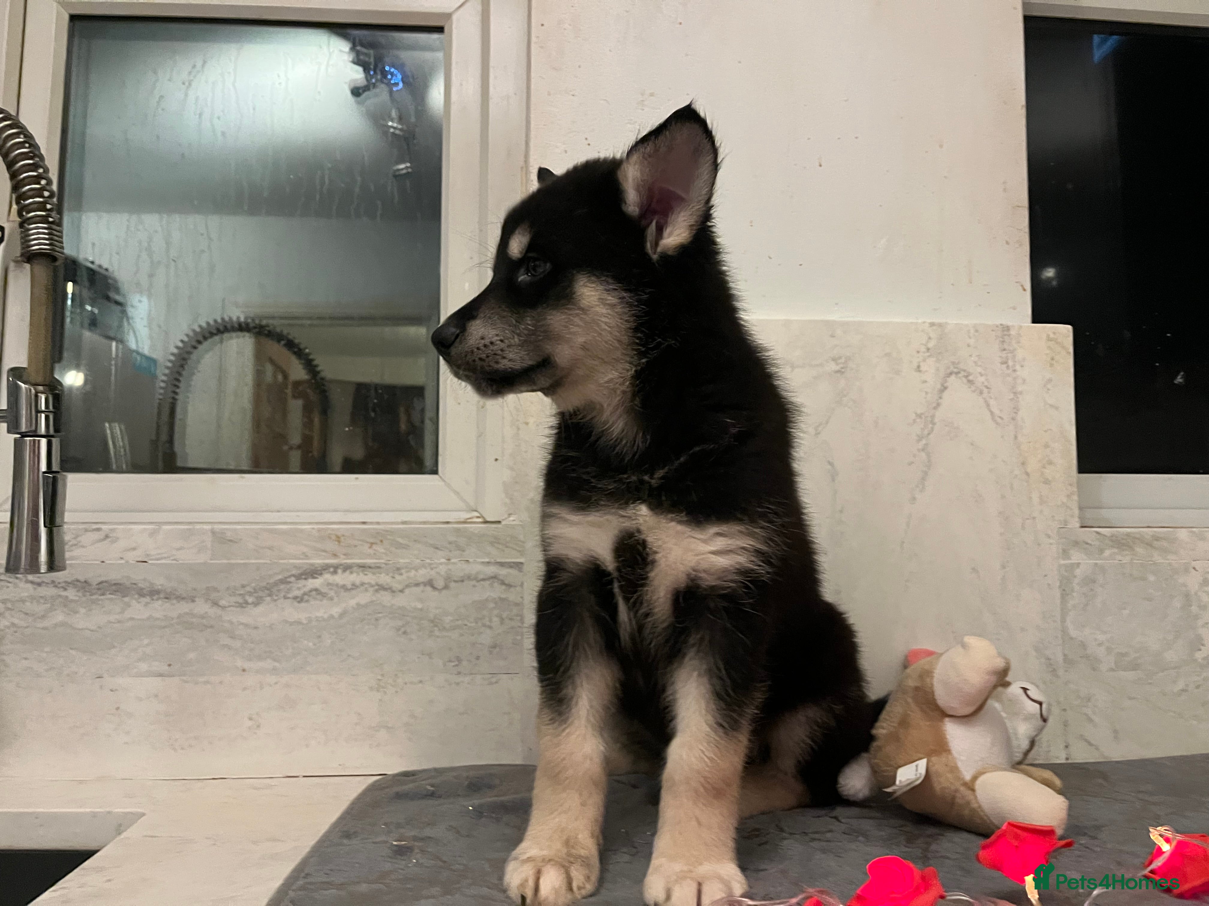 Northern Inuit dogs Northern Innuit puppies (reduced price) - Advert 4