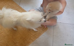 Pomeranian dogs for sale: Female Pomeranian  - Image 2