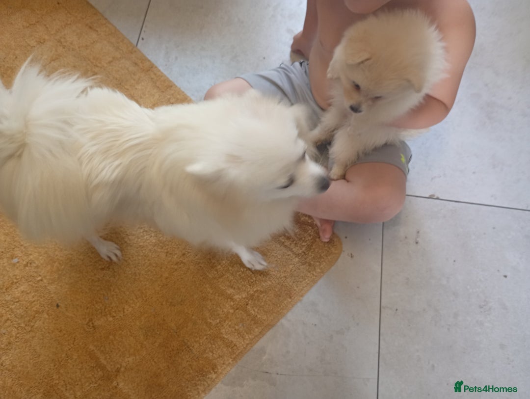 Pomeranian dogs for sale: Female Pomeranian  - Image 2