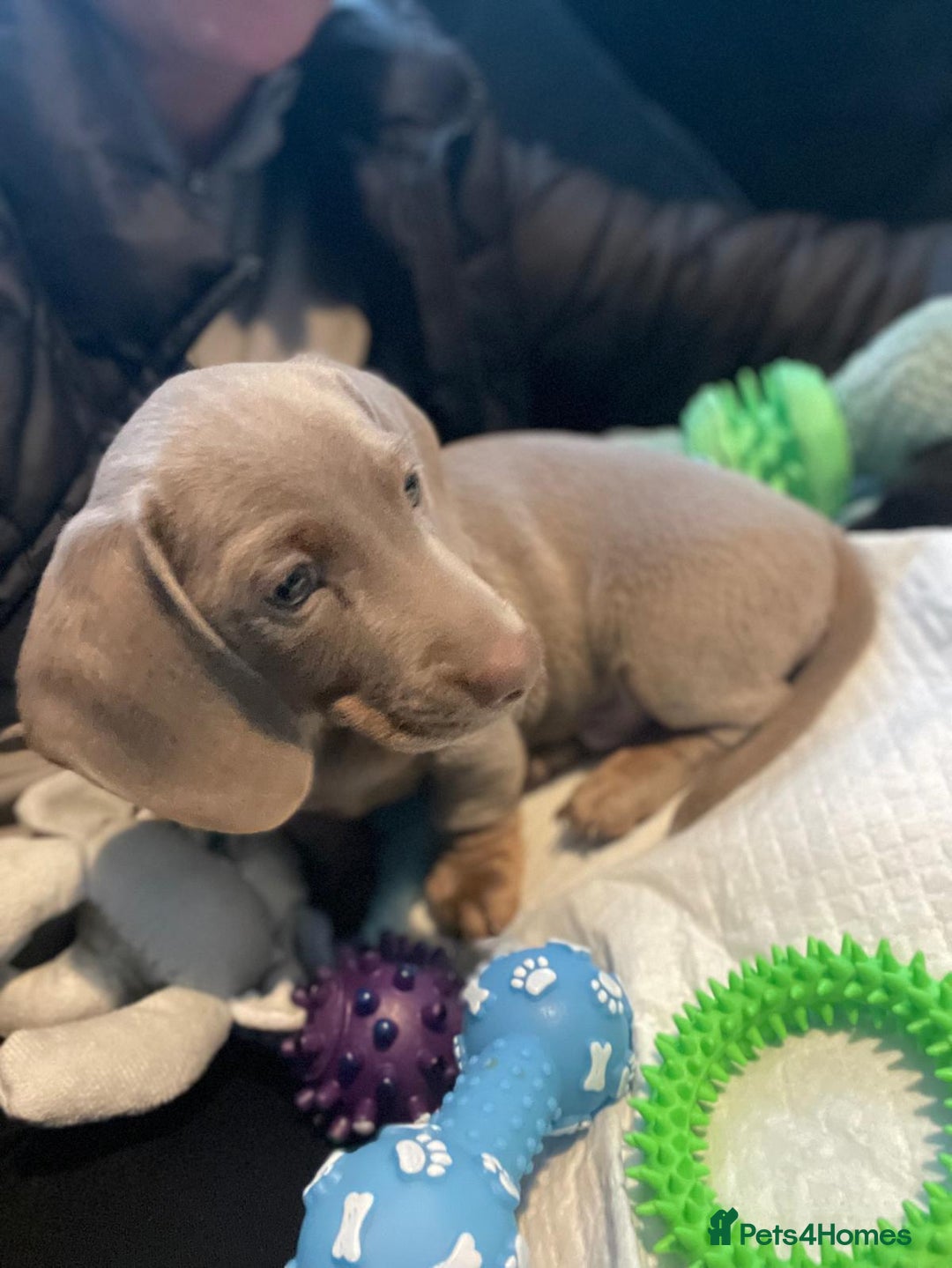 Miniature Dachshund dogs for sale: Miniature Dashshund Puppy - Advert 5