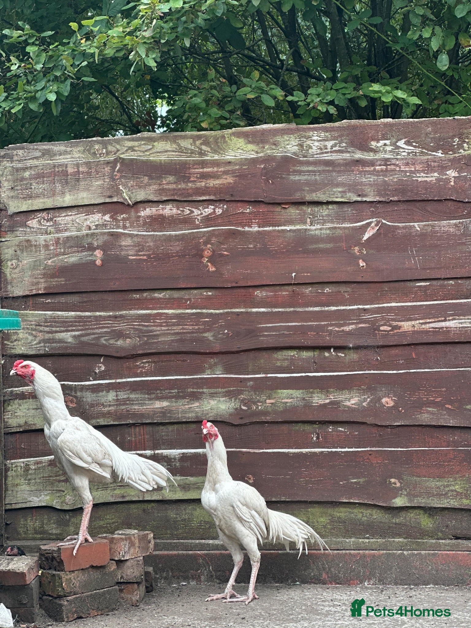 Mixed Breed poultry Aseel - Advert 10