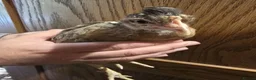 Chickens poultry for sale: White Maran, Legbar and Crypt Walker grow outs - Advert 4