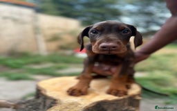 Dobermann dogs for sale: Euro Bred Doberman Puppy’s DNA Health-Tested - Image 5