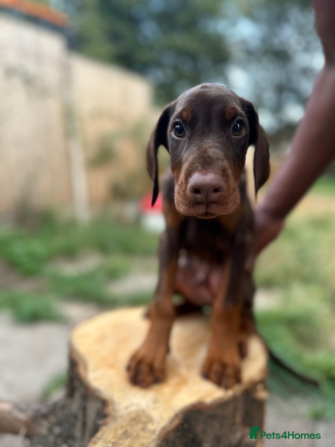 Dobermann dogs for sale: Euro Bred Doberman Puppy’s DNA Health-Tested - Image 5
