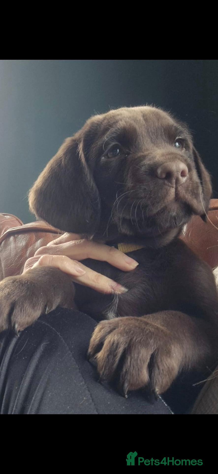 Springador dogs for sale: One boy left 🥰 beautiful springadors  - Advert 6