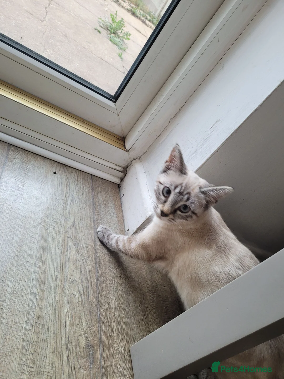 Bengal cats for sale: Stunning white bengal - Advert 5