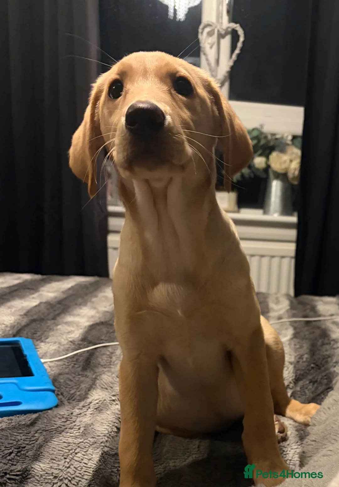 Labrador Retriever dogs for sale: Labrador Retriever Puppy  - Advert 2