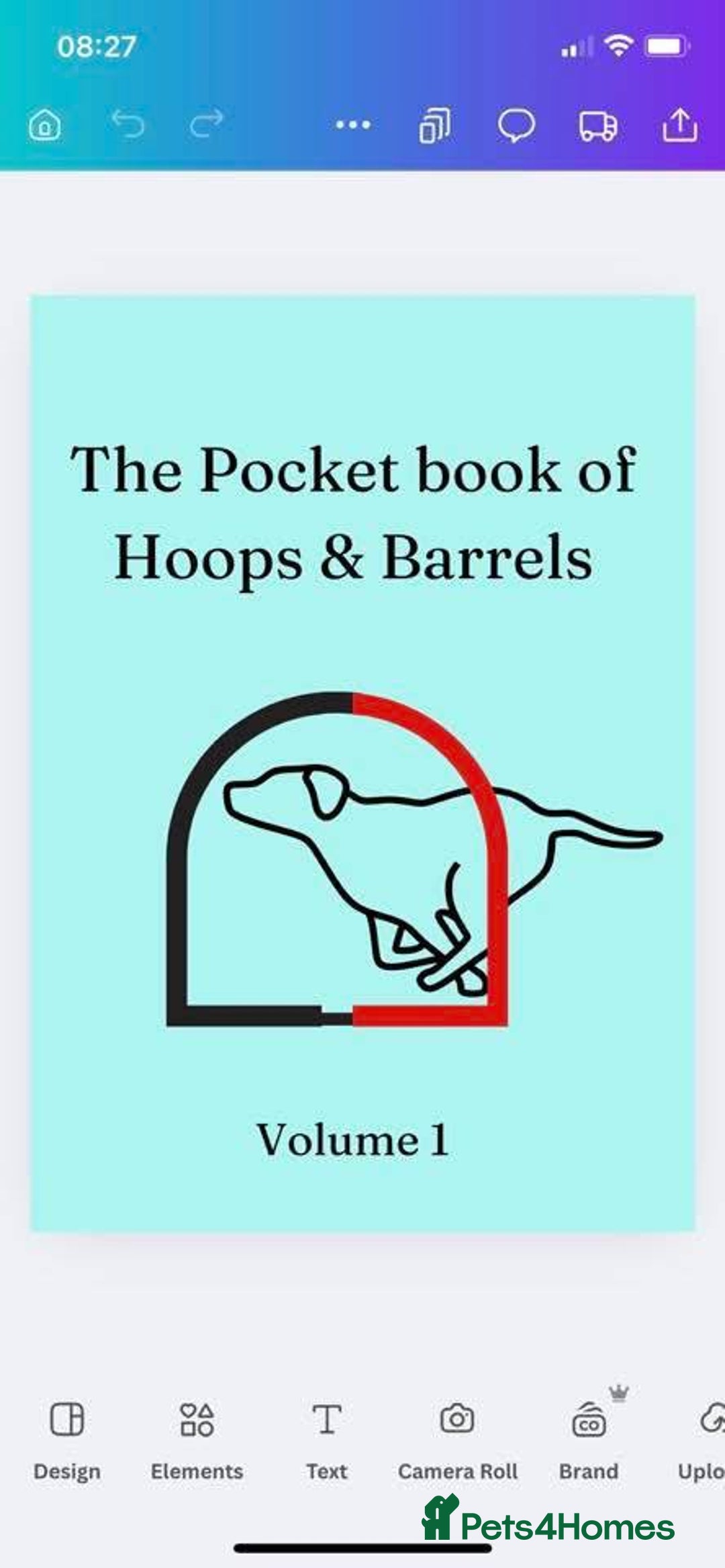 Labrador Retriever dogs for sale: Equal parts adventure and sofa buddies (Labradors) - Image 39