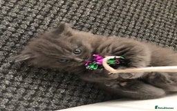Mixed Breed cats for sale: Mix British long hair kitten(male) - Image 3