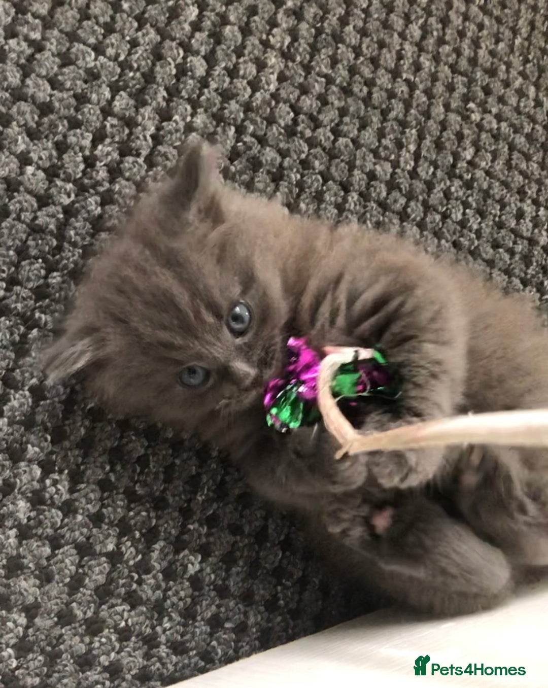 Mixed Breed cats for sale: Mix British long hair kitten(male) - Image 3