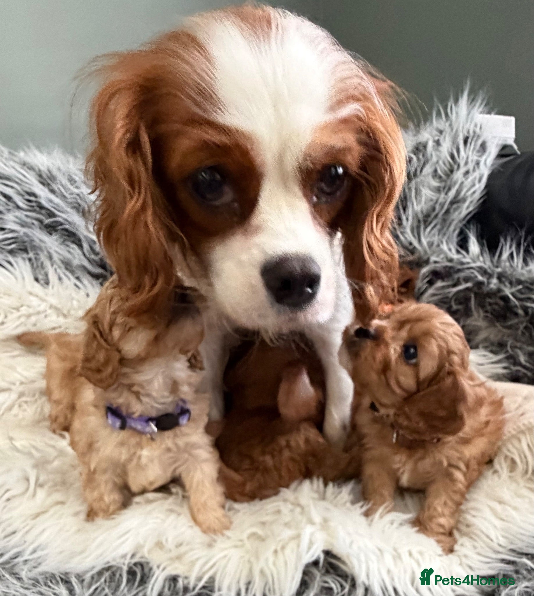 Cavapoo dogs EXCEPTIONAL EXTENSIVELY HEALTH TESTED CAVAPOO PUPS - Advert 2