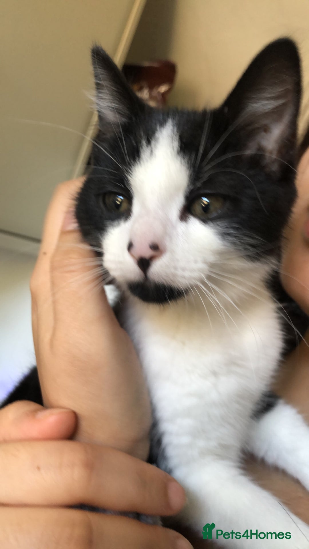 Domestic Shorthair cats for sale: 3 female kittens - Image 5