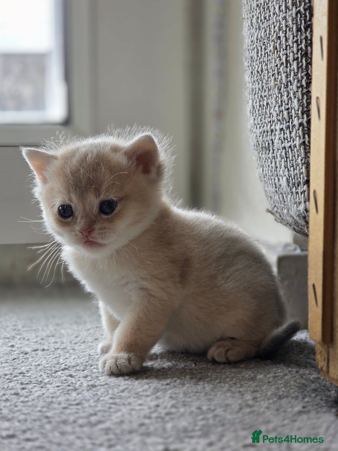 British Shorthair cats for sale: British shorthair Tica😻😽🐈😺😍🌹🌸🌼 - Advert 27