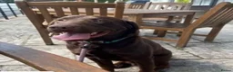 Labrador Retriever dogs for sale: Labrador puppies due soon - Advert 2