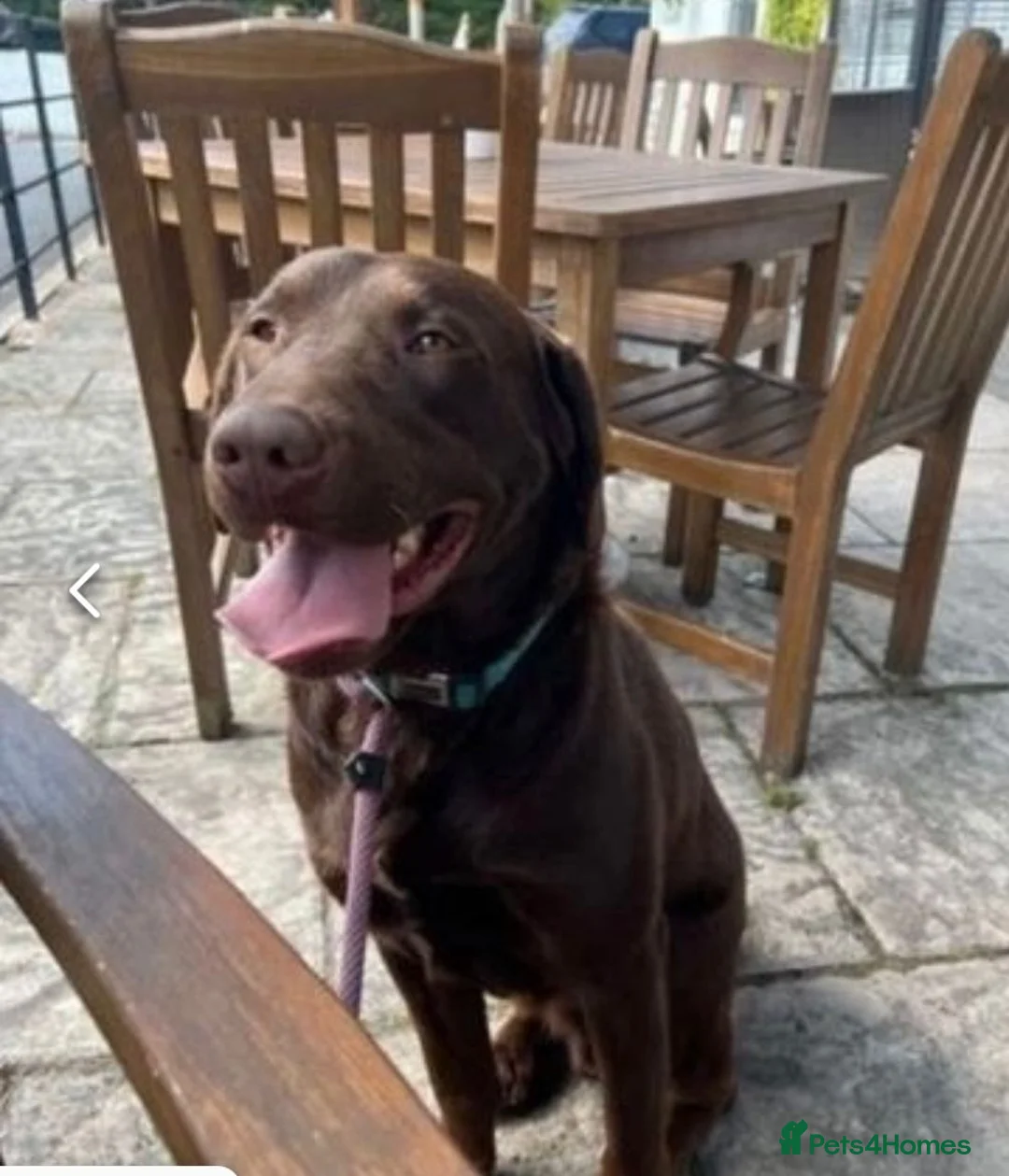 Labrador Retriever dogs for sale: Labrador puppies due soon - Advert 2