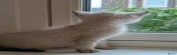 British Shorthair cats for sale: British Shorthair Kittens – Ready to Go Now in Renfrew - Advert 7