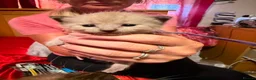 Ragdoll cats for sale: Ragdoll cross - Advert 2