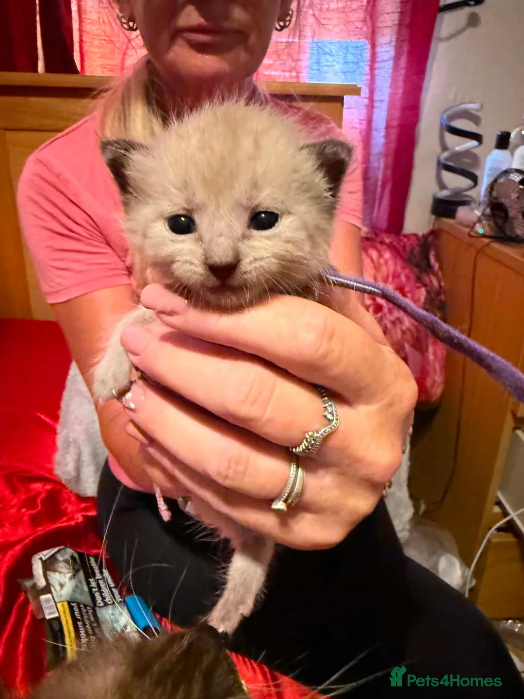 Ragdoll cats for sale: Ragdoll cross - Advert 2
