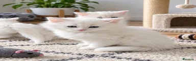 Turkish Angora 2