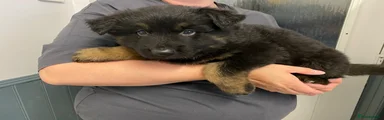 German Shepherd Puppy 1
