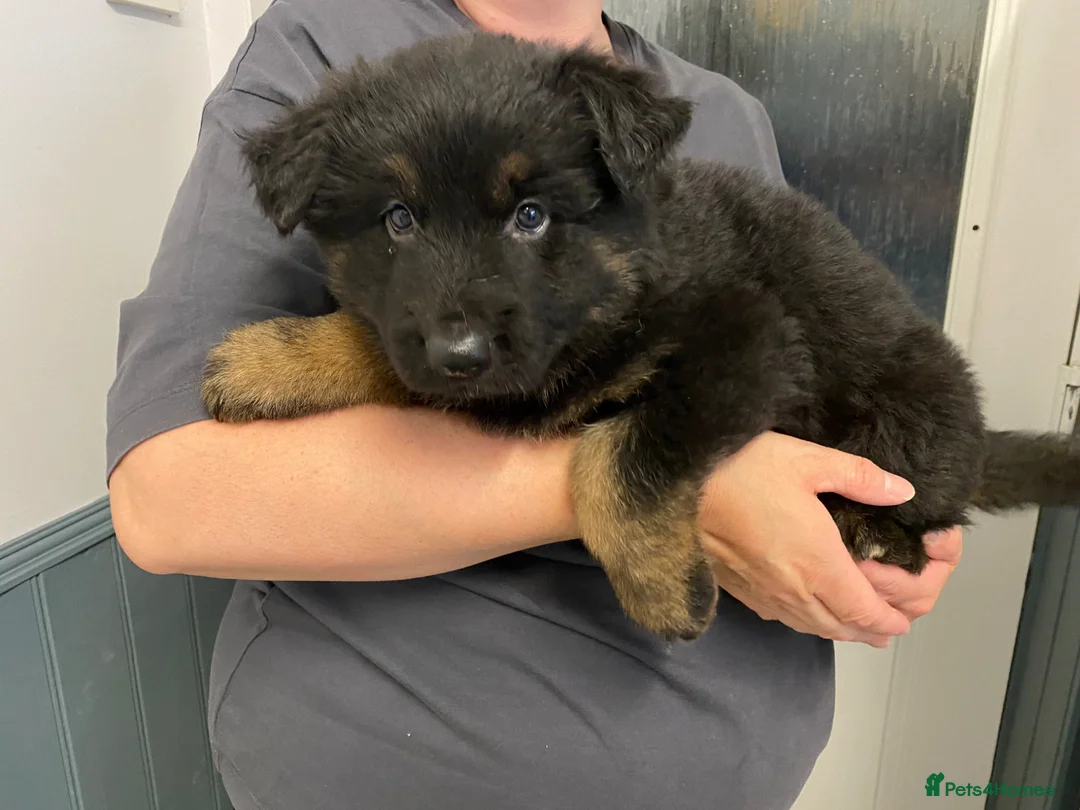 German Shepherd dogs for sale: German Shepherd pups in Kidderminster - Advert 5