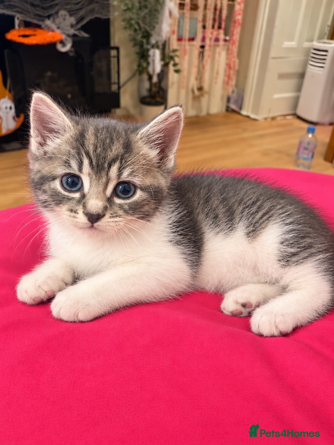 Ragdoll cats for sale: Beautiful Affectionate Ragdoll Cross Kittens - Advert 4