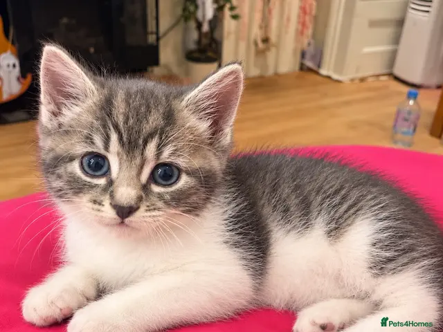 Ragdoll cats for sale: Beautiful Affectionate Ragdoll Cross Kittens - Advert 1