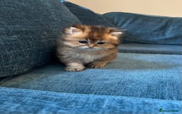 British Longhair cats for sale: Rare Golden Shaded British Longhair Girl Teddy  - Image 17